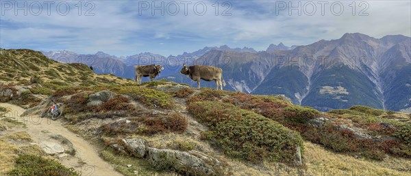 Cows in front of alpine view