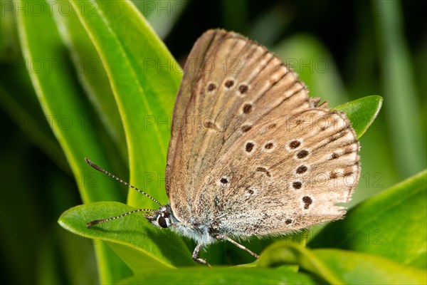 Mountain Alcon blue butterfly with closed wings sitting on green leaf looking left