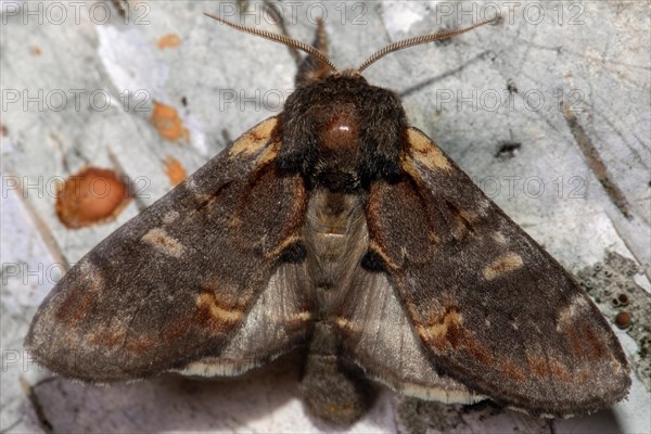 Dromedary tooth moth butterfly with open wings sitting on tree trunk from behind