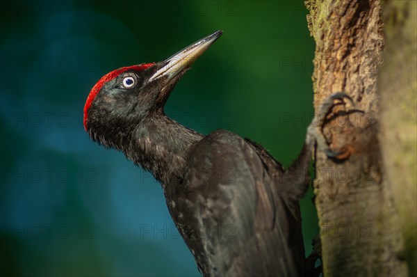 Black Woodpecker