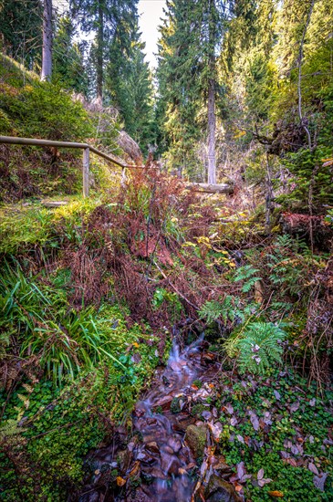 A small stream in the Schoenjungferngrund in the Ore Mountains