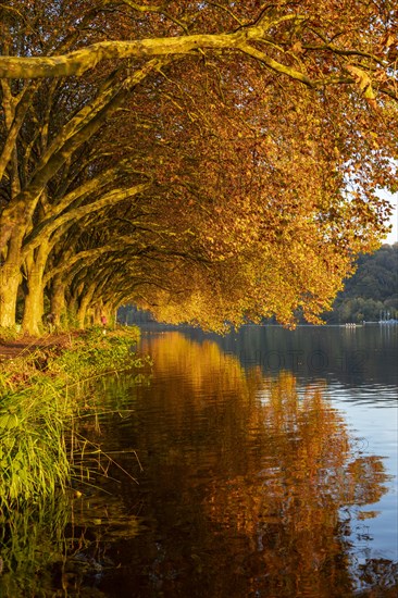 Autumnal plane tree avenue at Lake Baldeney