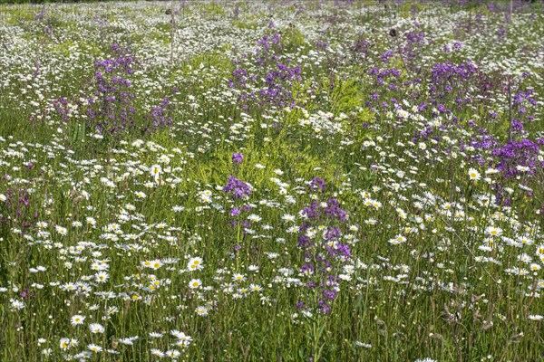 Flower meadow with mainly daisies