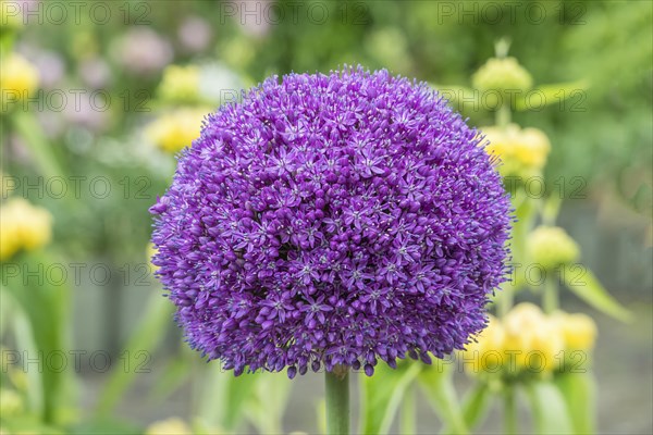 Ornamental leek