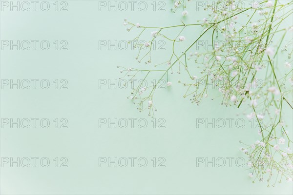 Green flowers branches table