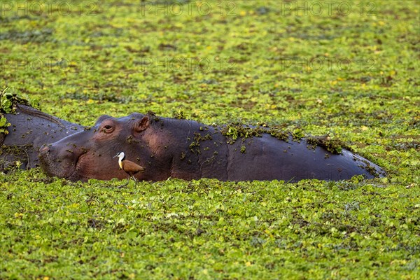 Hippopotamus