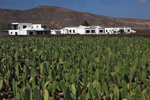 (Opuntia) plantations for the breeding of the cochineal scale insect, near Guatiza, Lanzarote, Canary Islands, Spain, Europe