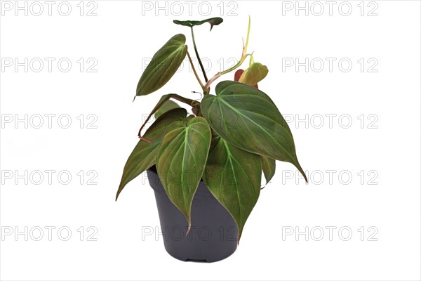 Tropical Philodendron Hederaceum Micans house plant with heart shaped leaves with velvet texture on white background