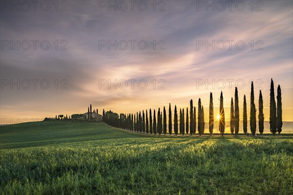 Poggio Covili estate with cypress