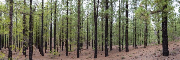 Canary pines after a forest fire