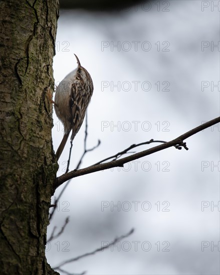 Short-toed treecreeper