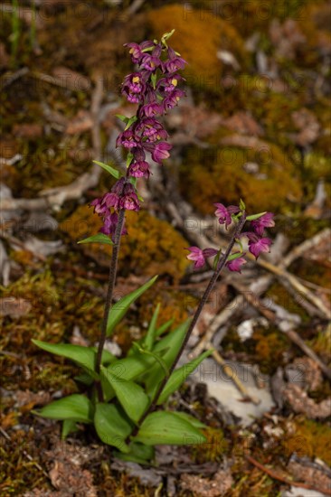 Red-brown hellebore