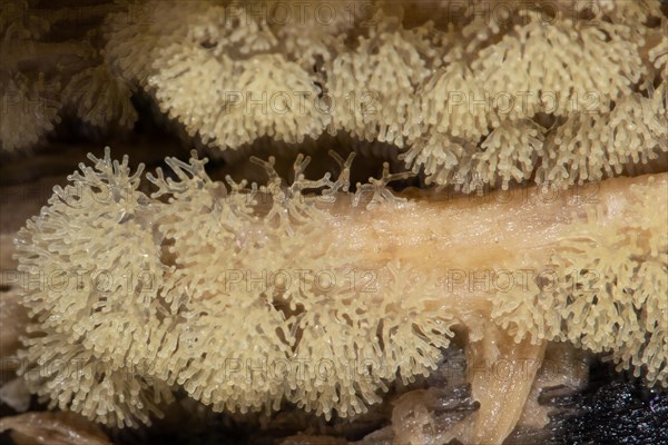 Antler-shaped slime mould grey fruiting body with branches on tree trunk