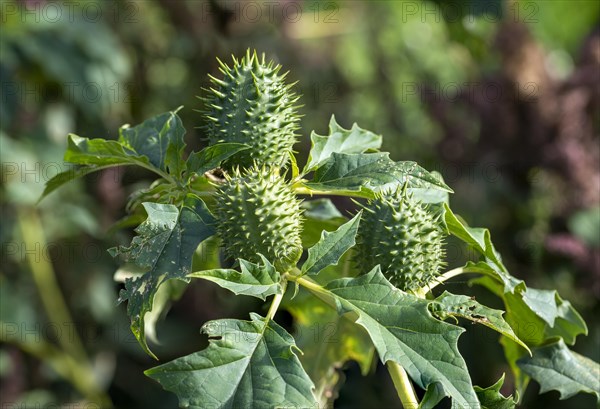 Jimson weed