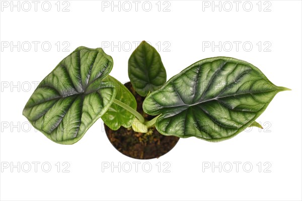 Top view of topical 'Alocasia Baginda Dragon Scale' houseplant in flower pot on white background
