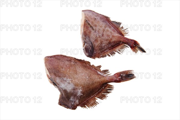 Raw crimson sea bream isolated on white background