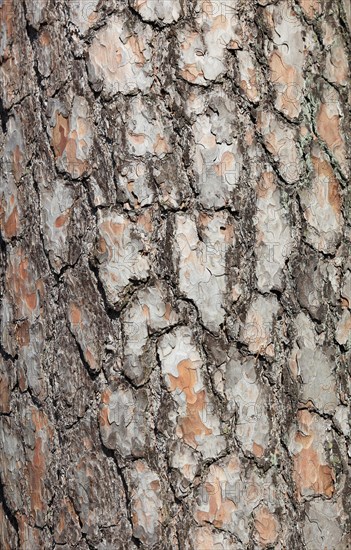 Bark of the pine