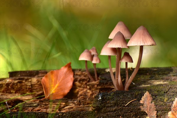 Mushroom growing in clumps on deadwood bleeding fairy helmet