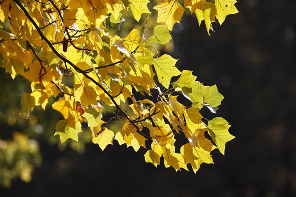 Tulip tree