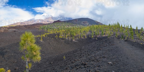 Canary island pines