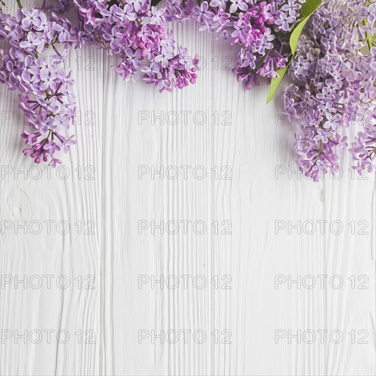 Close up lilac white