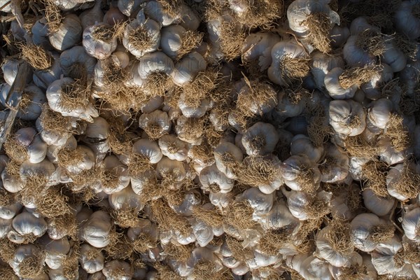 Bunch of garlic bulbs at the market place