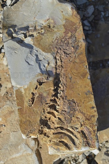 Approx. 300 million year old fossils of Mesosaurus tenuidens near Keetmanshoop