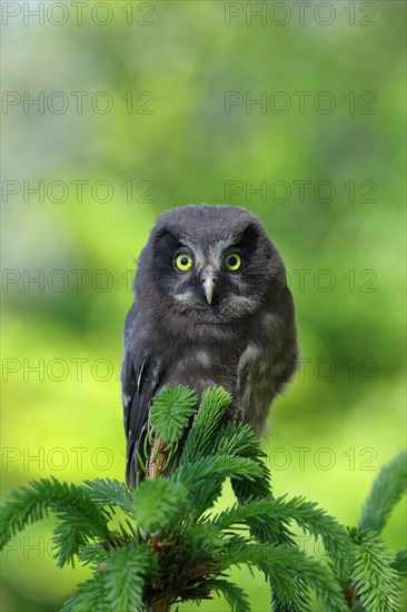 Tengmalm's Owl