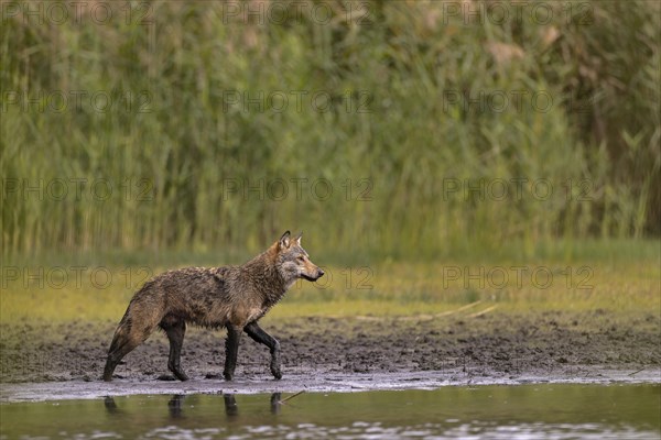 European gray wolf