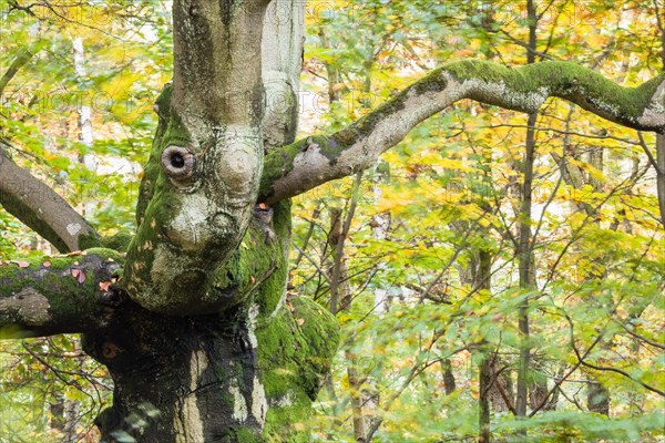 Old hute beech in autumn