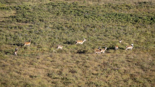 Red deer