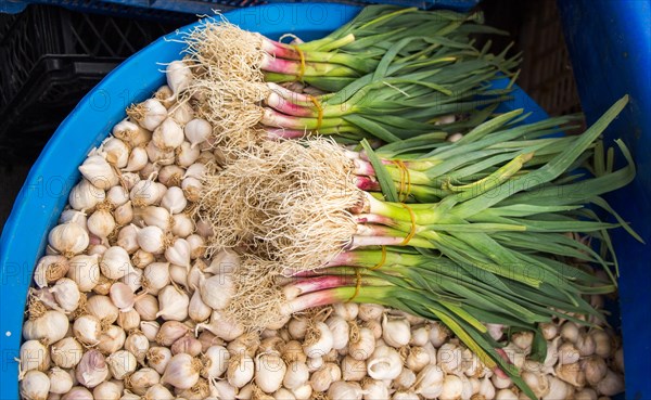 Bunch of garlic bulbs at the market place