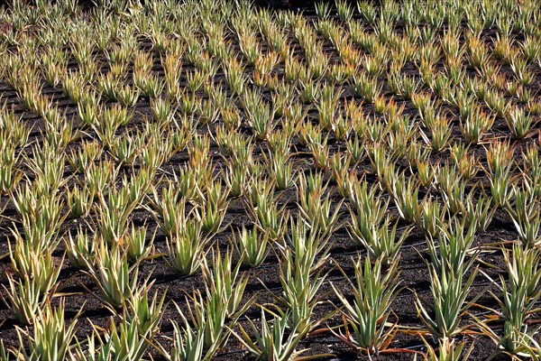 Aloe Vera Plantation at Orzola