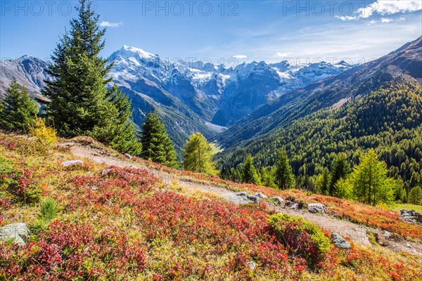 Panorama of the valley with Ortler 3905m and Trafoier ice wall 3565m in early autumn