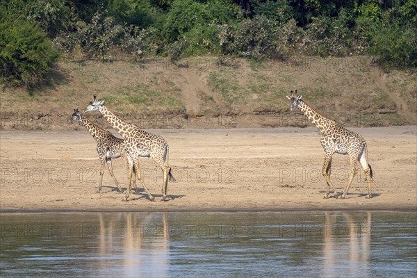 Rhodesian giraffe