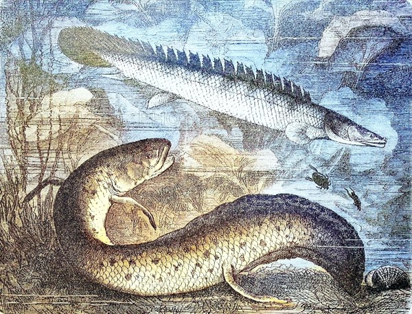 African west african lungfish