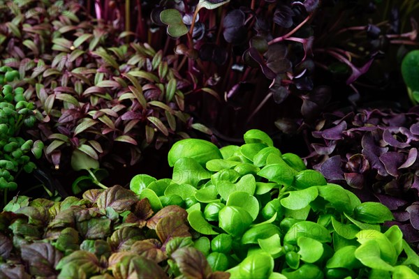 Fresh microgreens in plastic basket