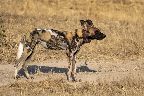 African wild dog