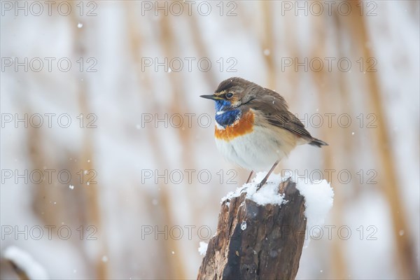 White-spotted bluethroat