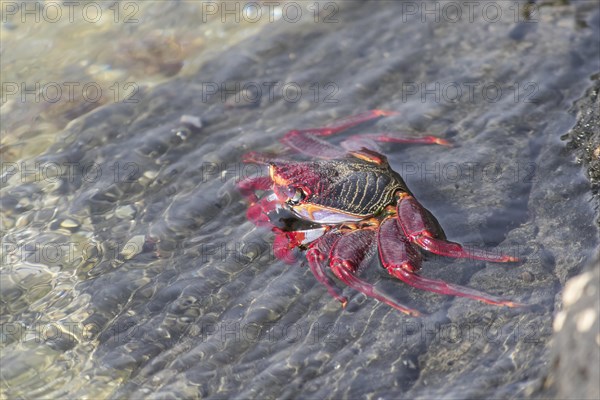 Red rock crab