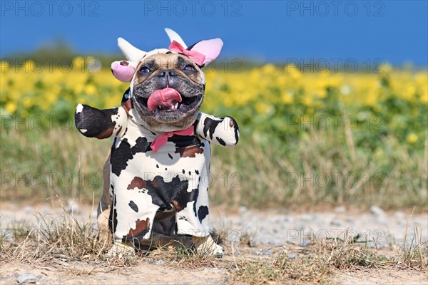 Smiling French Bulldog dog wearing a funny full body Halloween cow costume with fake arms
