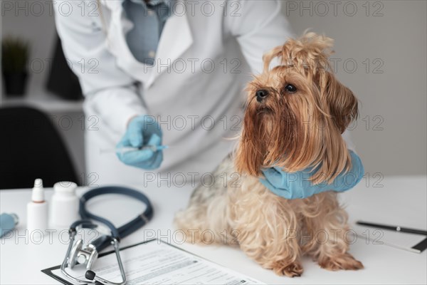 Veterinarian check ing puppy s health. Resolution and high quality beautiful photo