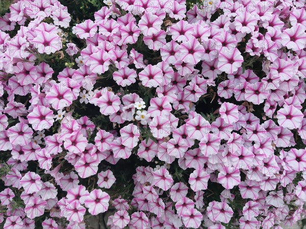 Garden petunia