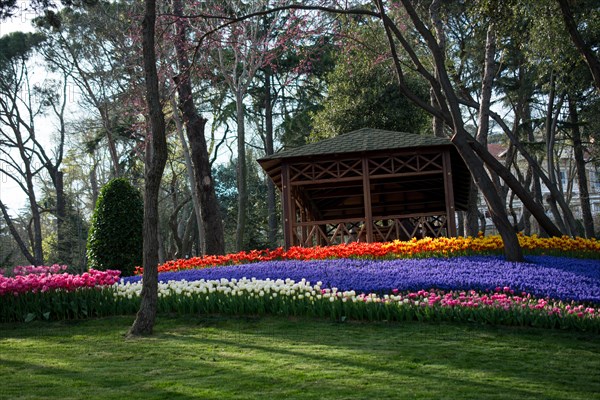 Tulip garden full of various colors of tulips in spring