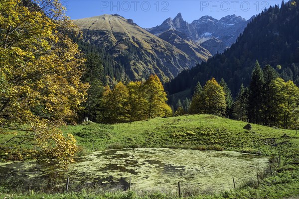 Pond and autumn forest