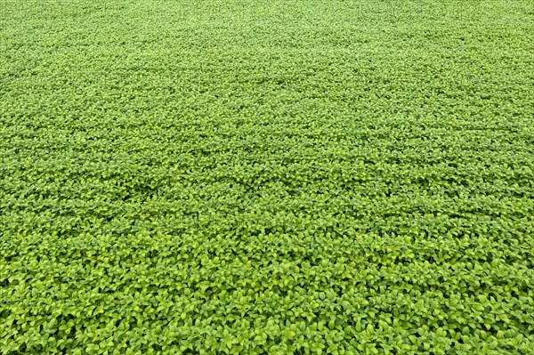 Giant soy fields