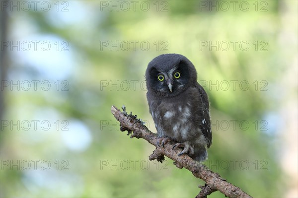 Tengmalm's Owl