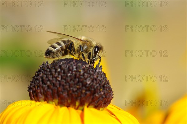 European honey bee