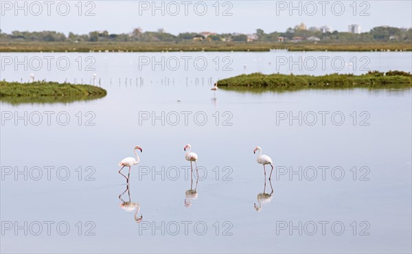 Flamingos