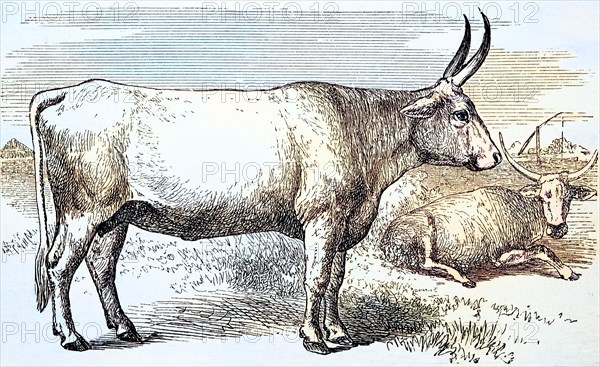 Zebu